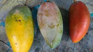 9 Jenis Mangga di Indonesia yang Ada di Pasaran