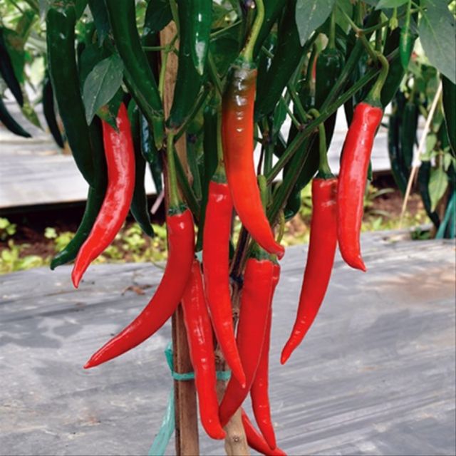 Jenis Cabai merah