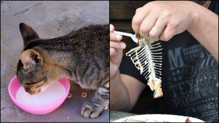 7 Makanan dan Minuman ini Tidak Boleh Diberikan ke Kucing. Bikin Sakit Bahkan Mati Dadakan