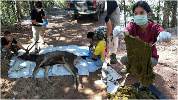 Rusa di Thailand Ditemukan Mati dengan 7 Kilo Sampah di Perutnya. Isinya Plastik & Celana Dalam!