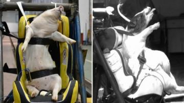 Cina Pakai Babi Hidup Buat Uji Coba Tabrak Mobil. Tindakannya Dikecam Habis-habisan Oleh Aktivis