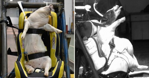 Cina Pakai Babi Hidup Buat Uji Coba Tabrak Mobil. Tindakannya Dikecam Habis-habisan Oleh Aktivis