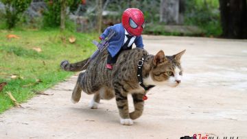Begini Jadinya Ketika Spiderman dan Kucing Bersatu Menumpas Kejahatan. Kedamaian Akan Terwujud!