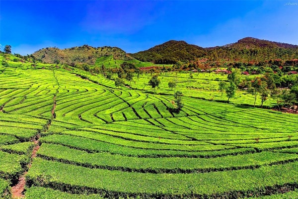 Kebun Teh Sukawana