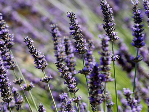 Lavender