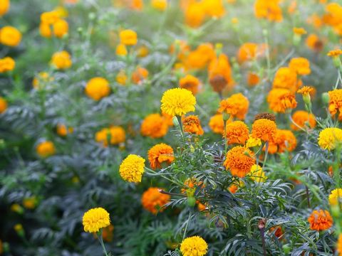 Marigold