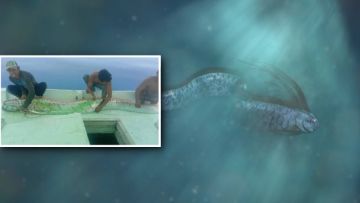 Kemunculan Ikan Oarfish di Sulsel Gegerkan Warga. Katanya Pertanda Tsunami dan Gempa Besar!