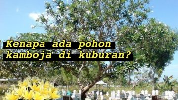 Bercitra Horor, Ternyata Ini Alasan Ilmiah Kenapa Pohon Kamboja Selalu Ada di Kuburan. Masuk Akal!