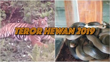 4 Teror Binatang Sepanjang Tahun 2019, Mulai dari Ular Kobra Sampai Harimau Sumatera!
