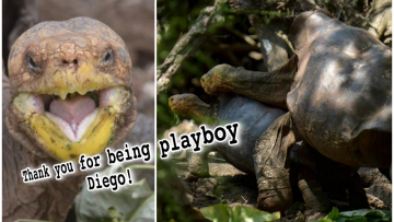 Inilah Kisah Playboy yang Direstui Semesta, Libido Tinggi Kura-kura Ini Bisa Selamatkan Spesiesnya