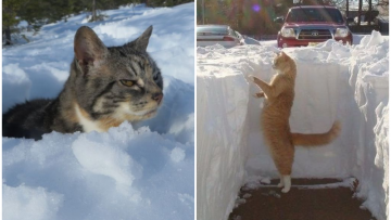 Sepak Terjang Kucing Hadapi Musim Salju. Gemas! Kedinginan tapi Masih Bersikukuh Main di Luar