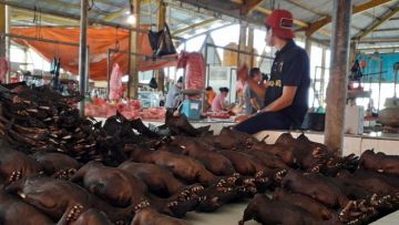 Hindari Virus Corona, Pasar Tomohon di Sulawesi Utara Berhenti Jual Daging Kelelawar dan Ular