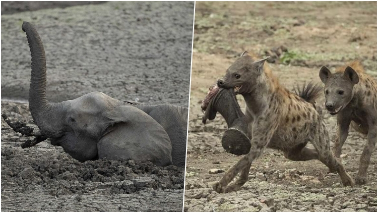 11 Potret Menegangkan Saat Bayi Gajah Dimangsa Hyena Hidup-hidup. Ibunya Cuma Lihat Tanpa Bisa Bantu