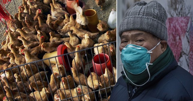 Virus Corona Belum Selesai, Flu Burung Dilaporkan Muncul Lagi. Bikin Pemerintah Cina Ketar-ketir