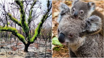 Setelah Habis Dilalap Api, Hutan Australia Bersemi Kembali. 15 Foto Ini Benar-benar Menyentuh Hati