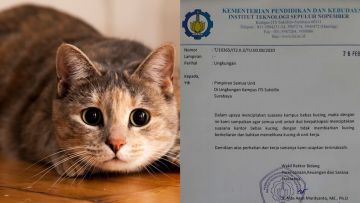 5 Alasan Kampus Nggak Perlu Melarang Kucing yang Berkeliaran. Lucu Begini kok Diusir, Kasihan :(