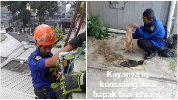 Viral di Twitter, Aksi Heroik Penyelamatan Kucing Kampung Ini Jadi Sorotan. Cerita di Baliknya Lucu!