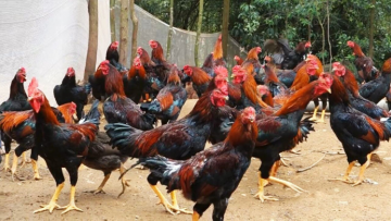 Membongkar Alasan Kenapa Ayam Suka Berak di Emperan Rumah, Padahal Halaman juga Luas!