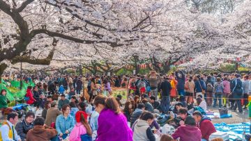 Wabah Corona Makin Parah, Pemerintah Tokyo Tiadakan Perayaan Hanami di Musim Sakura