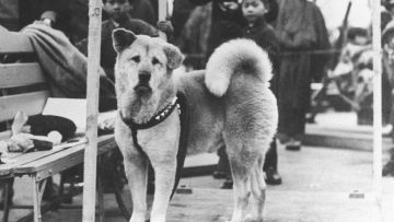 Kisah Kesetiaan Hachiko yang Legendaris sampai Viral pada Masanya, Padahal Tahun 1930-an Lo