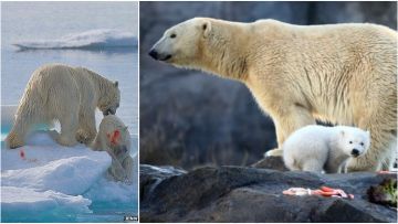 Terpaksa Jadi Kanibal, Begini Potret Miris Kehidupan Beruang Kutub yang Kehabisan Stok Makanan