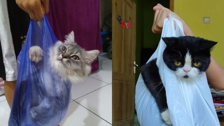 10 Potret Gemes Kucing dalam Plastik. Mudah Dibawa ke Mana-Mana Kayak Nasi Bancakan
