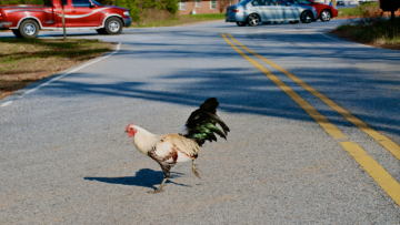 Reseknya Ayam Nyeberang Jalan, Lebih Bahaya dari Ibu-ibu Sein Kanan Belok Kiri!