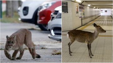 10 Potret Binatang Liar yang Muncul di Pemukiman Saat Manusia Lakukan Karantina Massal