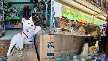 10 Potret Gumush Kucing Dipasrahi Jaga Warung Oleh Majikan. Dibayar Pakai Makanan pun Mereka Seneng