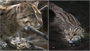 5 Fakta Menarik Soal Fishing Cat, Kucing Langka yang Nggak Takut sama Air. Beda dari Kucing Biasanya