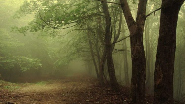 9 Hutan di Indonesia yang Terkenal Angker dengan Beragam Kisah Misteri. Berani Masuk Nggak Nih?