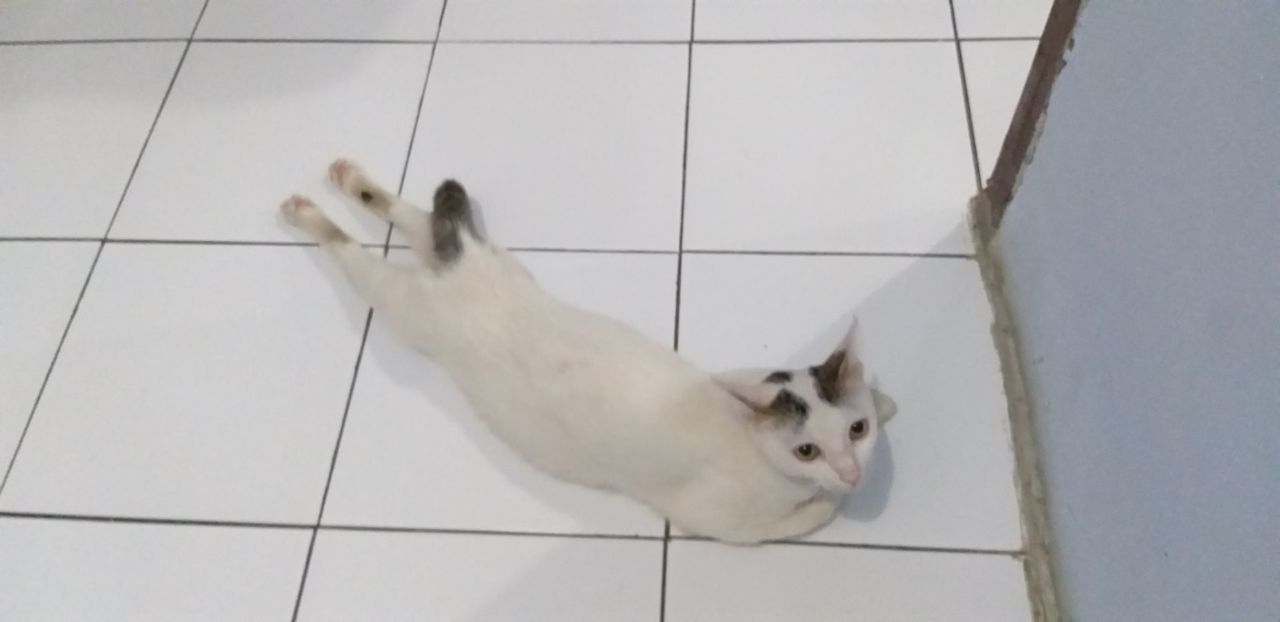 10 Foto Nyebelin Kucing Lagi Rebahan. Nggak Bisa Dibantah Kalau Mereka Binatang Paling Mager!