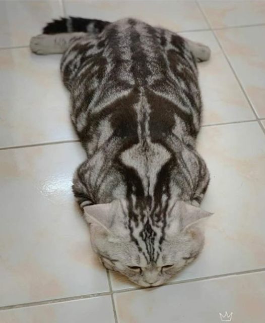 10 Foto Nyebelin Kucing Lagi Rebahan. Nggak Bisa Dibantah Kalau Mereka Binatang Paling Mager!