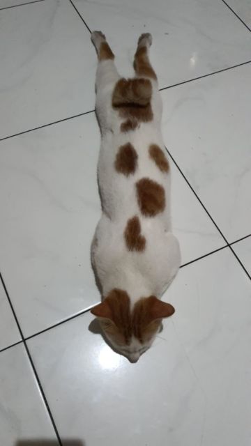 10 Foto Nyebelin Kucing Lagi Rebahan. Nggak Bisa Dibantah Kalau Mereka Binatang Paling Mager!