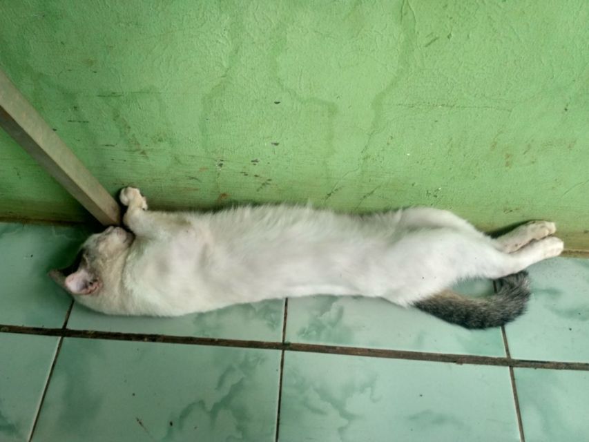 10 Foto Nyebelin Kucing Lagi Rebahan. Nggak Bisa Dibantah Kalau Mereka Binatang Paling Mager!