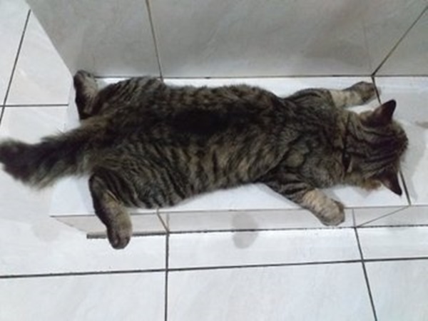 10 Foto Nyebelin Kucing Lagi Rebahan. Nggak Bisa Dibantah Kalau Mereka Binatang Paling Mager!