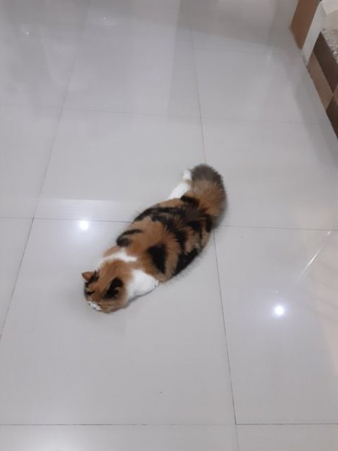 10 Foto Nyebelin Kucing Lagi Rebahan. Nggak Bisa Dibantah Kalau Mereka Binatang Paling Mager!