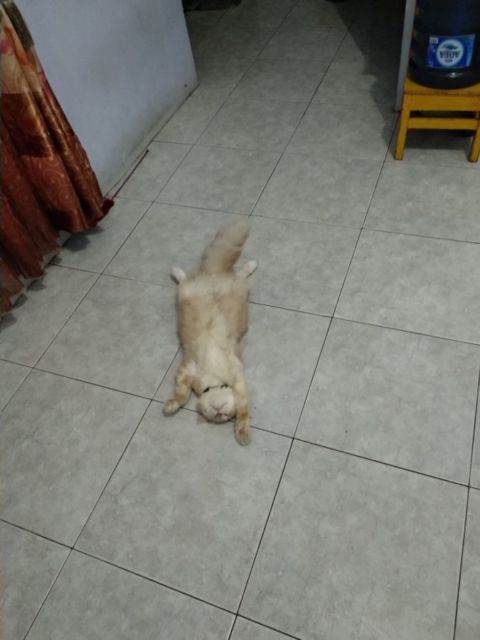 10 Foto Nyebelin Kucing Lagi Rebahan. Nggak Bisa Dibantah Kalau Mereka Binatang Paling Mager!