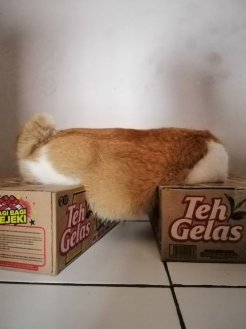10 Foto Nyebelin Kucing Lagi Rebahan. Nggak Bisa Dibantah Kalau Mereka Binatang Paling Mager!