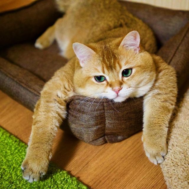 10 Foto Nyebelin Kucing Lagi Rebahan. Nggak Bisa Dibantah Kalau Mereka Binatang Paling Mager!