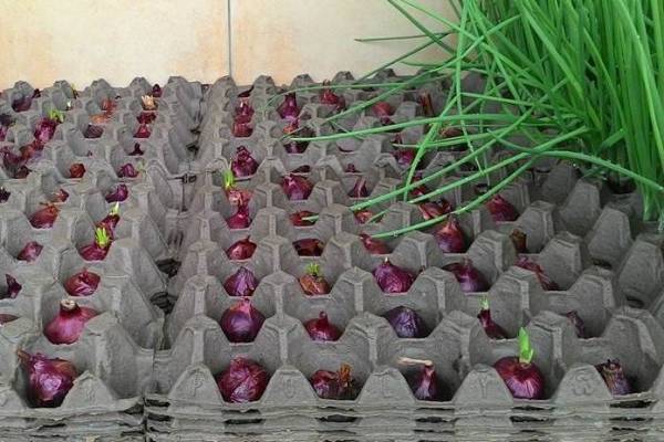 cara menanam bawang merah di botol aqua