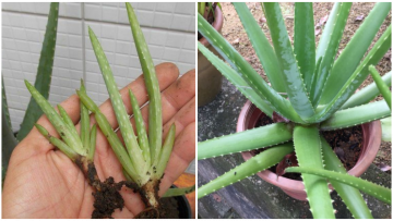 Aneka Cara Menanam Lidah Buaya di Rumah yang Mudah