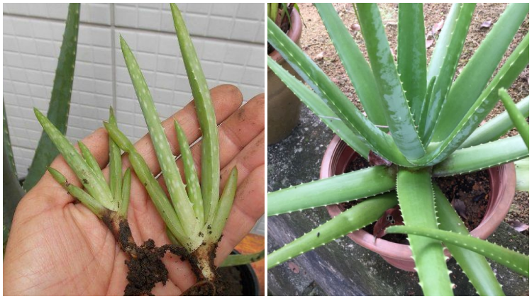 Aneka Cara Menanam Lidah Buaya di Rumah yang Mudah