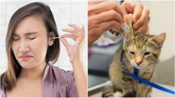 Cara Membersihkan Telinga dengan Benar dan Aman. Terkhusus untuk Bayi Hingga Kucing Peliharaan