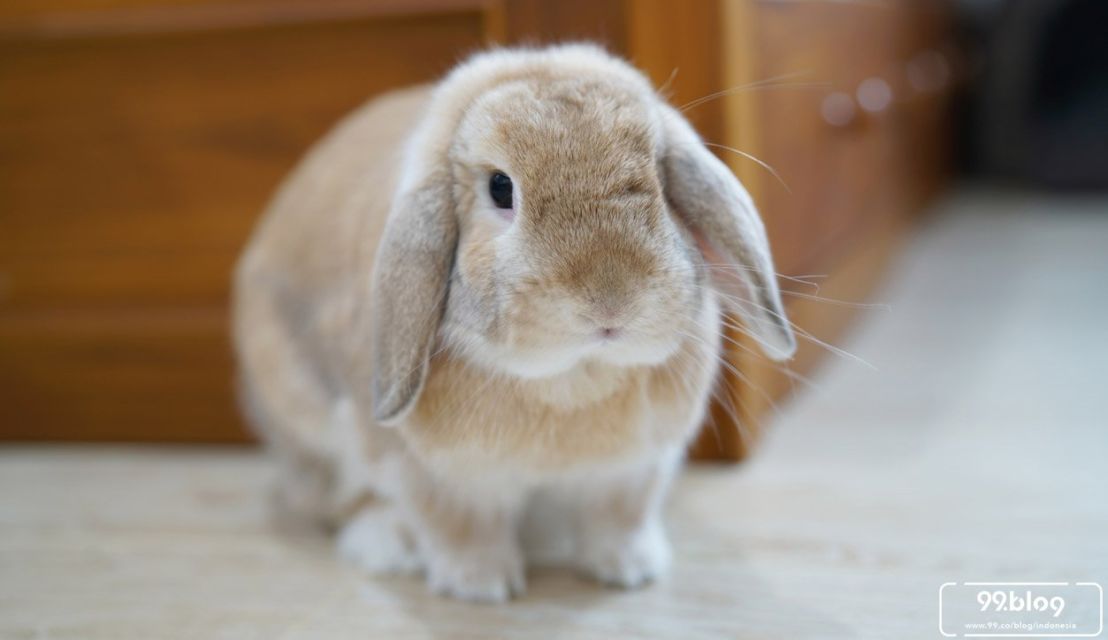 rabbit
