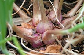 5 Cara Menanam Bawang Merah di Botol atau Tanpa Tanah