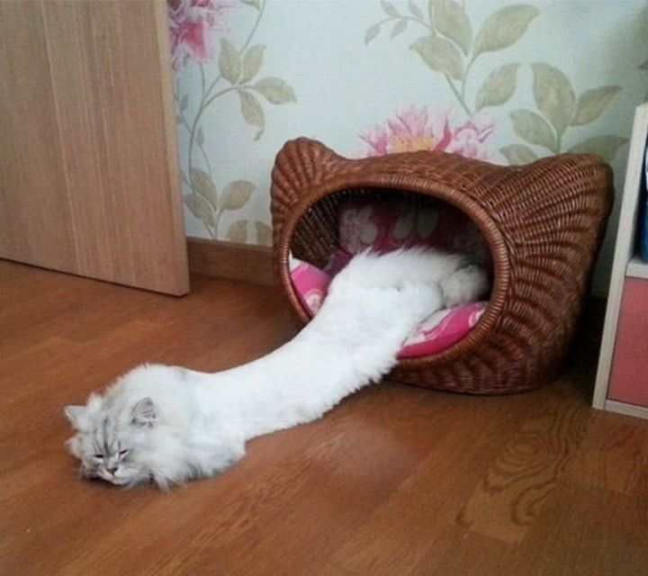 10 Foto Nyebelin Kucing Lagi Rebahan. Nggak Bisa Dibantah Kalau Mereka Binatang Paling Mager!