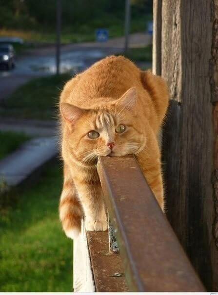 10 Foto Nyebelin Kucing Lagi Rebahan. Nggak Bisa Dibantah Kalau Mereka Binatang Paling Mager!