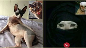 Saking Kangennya, Begini 9 Ekspresi Kocak Kucing Saat Video Call. Mereka juga di Rumah Aja, Gaes!
