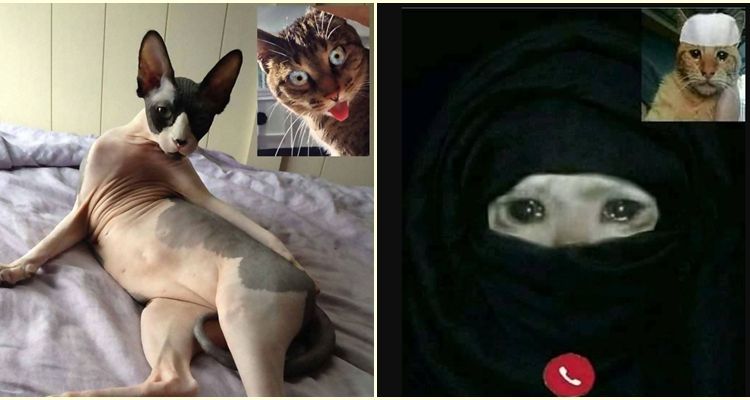 Saking Kangennya, Begini 9 Ekspresi Kocak Kucing Saat Video Call. Mereka juga di Rumah Aja, Gaes!